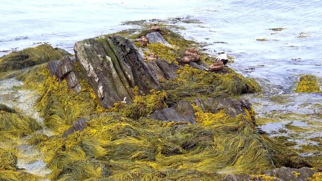 Rocks on ocean with seagull preening at Kettle Cove State Park