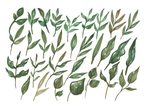 Big Set watercolor elements - green leaves, herbs, branches. Collection garden and wild, forest herb, foliage on paper texture. Botanic illustration