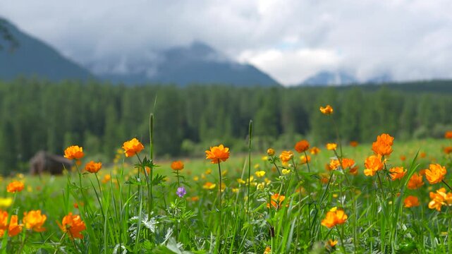 A cinematic macro drone tilt-up shot starting from bright orange globe flowers and smoothly rising to refocus on distant majestic snow-capped mountain peaks in Altai.