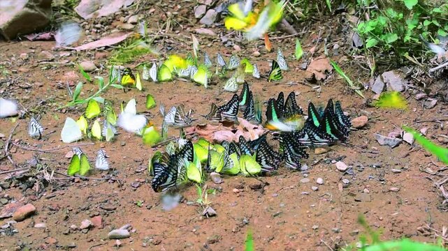 Butterflies swarm eats minerals in Ban Krang Camp, Kaeng Krachan National Park at Phetchaburi, Thailand.