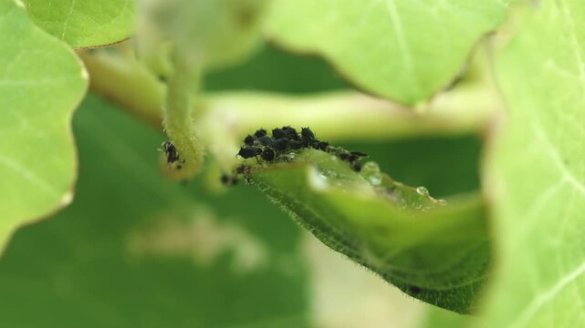Black fly bean aphid excreting honeydew and flicking it away macro close up stock footage