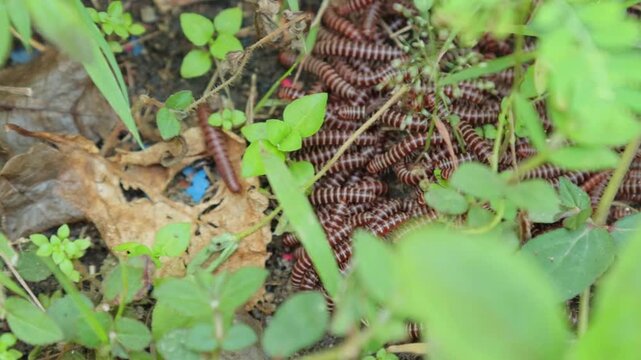 Swarm of Brown Millipedes Overlapping and Moving Through Garden Soil