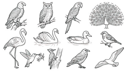 Obraz premium Vintage bird illustration set with 12 vector line art icons. Hand drawn avian species collection including eagle, owl, flamingo, and peacock for nature branding.