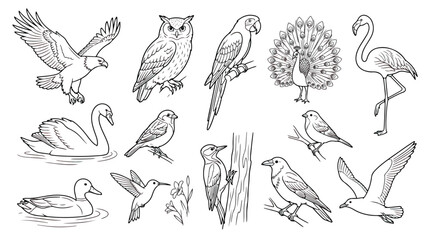 Fototapeta premium Hand drawn bird illustration set, collection of 13 avian species line art vectors, black and white bird sketches for coloring books and nature education