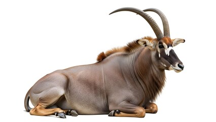 Fototapeta premium Roan Antelope Lying Down on White Background Showing Detailed Fur and Horns