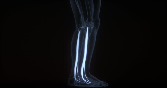Fibularis muscles in human body. X Ray. Loop