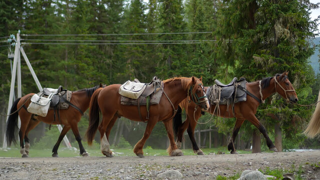High-angle wide portrait of a pack horse train with luggage saddles walking on a remote country dirt road in Altai.