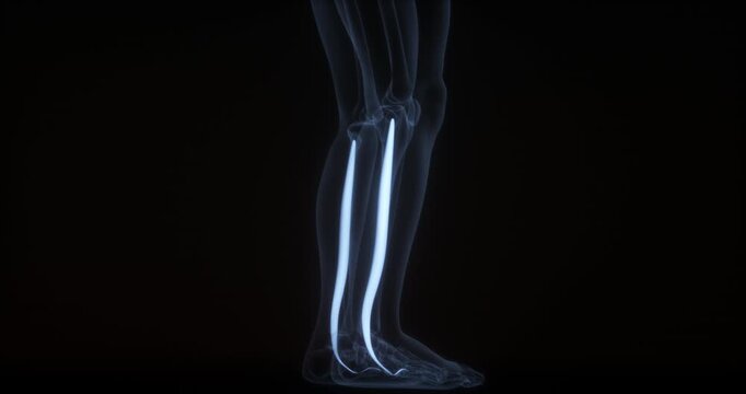 Fibularis longus muscle in human body. X Ray. Loop