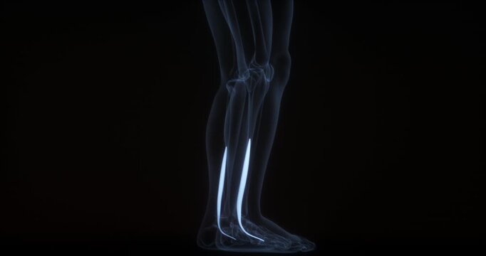 Fibularis brevis muscle in human body. X Ray. Loop