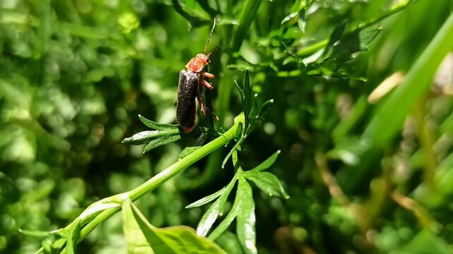 Insect crawling on a green leaf, spreading its wings and flying away, macro