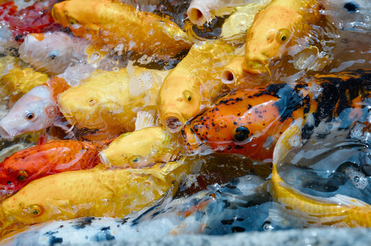 A close-up view of colorful koi fish crowding the pond surface while feeding, showing vivid yellow, orange and black markings, water ripples and bubbles that capture energy and movement in a tranquil
