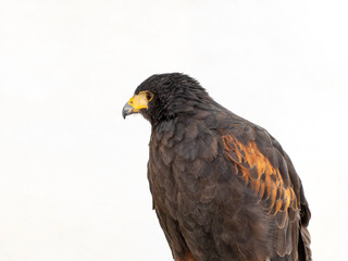 Profile portrait of a Harris's hawk against a plain light background with copy space. © javier