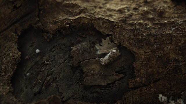 Tiny white fungi on decaying bark with cinematic forest macro texture