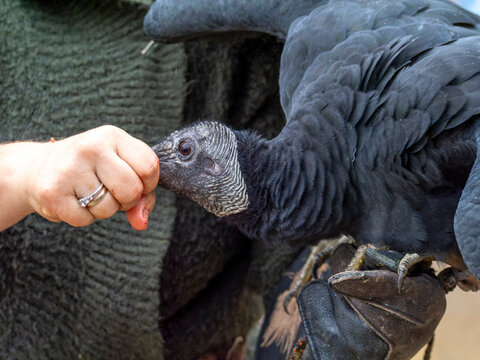 Black vulture (Coragyps atratus) being hand-fed by a handler during a wildlife demonstration.