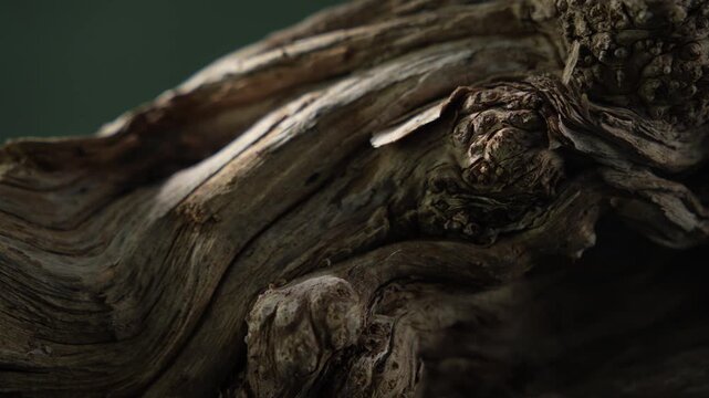 Twisted driftwood texture with organic knots in cinematic macro lighting