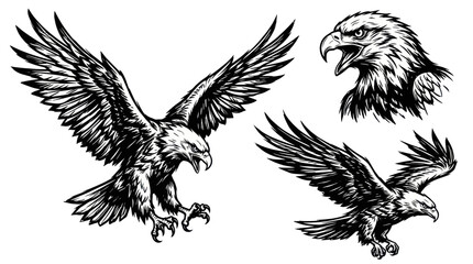 Fototapeta premium Majestic Eagle Illustrations - Soaring Bird of Prey and Head Portrait