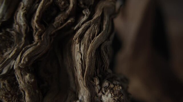 Abstract sculptural driftwood texture with flowing organic wood forms