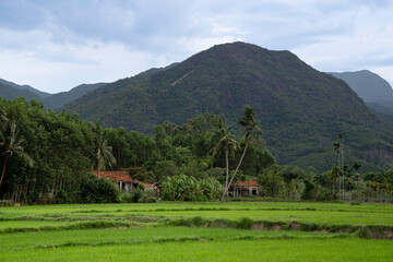 Obraz premium Rural houses with tiled roofs nestled among palm trees below a large green mountain peak.