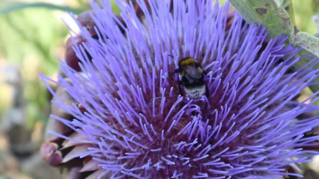 Ape intenta a raccogliere nettare su una grande infiorescenza viola, con filamenti sottili e luminosi che creano una texture intricata, in una scena naturale ricca di dettagli che esalta il momento de