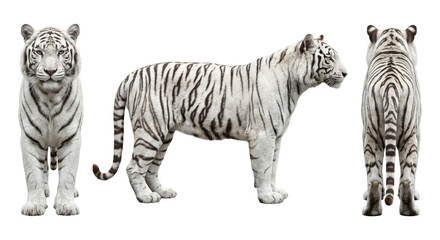 Obraz premium Three views of a white tiger standing isolated on transparent background.