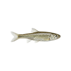 Naklejka premium Small silver minnow fish 