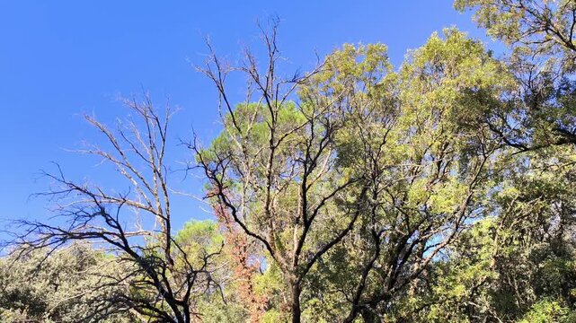 A tree without leafes in the forest