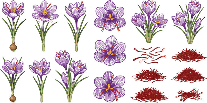 Detailed Saffron Flower and Crocus Sativus Botanical Vector Illustration Collection Featuring Purple Blossoms Stigmas Roots and Spice Heaps