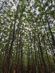 Fototapeta premium Low Angle View of a Lush Green Teak Forest Canopy Creating a Serene Nature Atmosphere under a Bright Sky