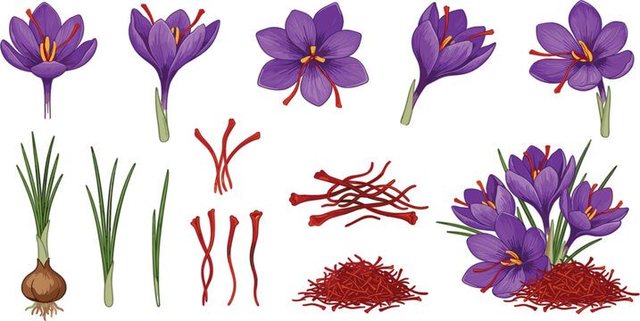 Elegant Saffron Crocus Flower Botanical Vector Set Featuring Detailed Purple Blossoms Crimson Stigmas Loose Spice Threads and Bulb Elements