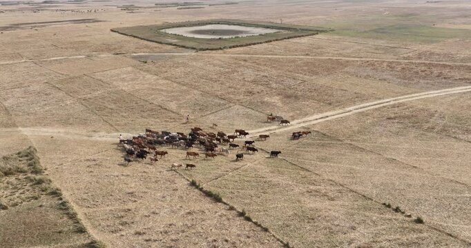 Aerial view of a herd of cattle grazing in dry rural fields with a herder walking nearby in Sylhet, Sylhet Division, Bangladesh.
