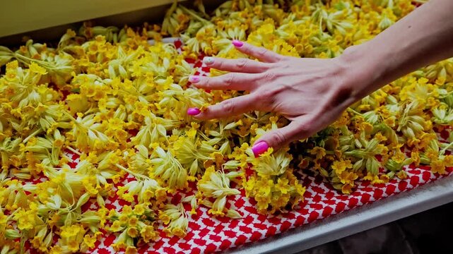 Gentle female fingertips trace sunlit primrose blooms, symbolizing care daily