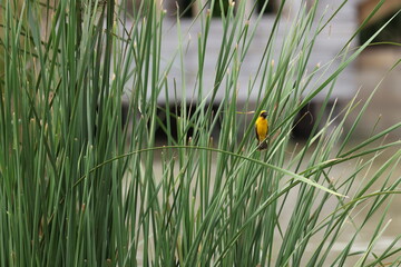 Asian Golden Weaver Bird Perched on Tall Green Reeds © blueringmedia