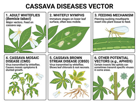 Cassava diseases vector infographic showing whiteflies insects feeding on plant leaves and transmitting viral infections in agricultural crop farming systems