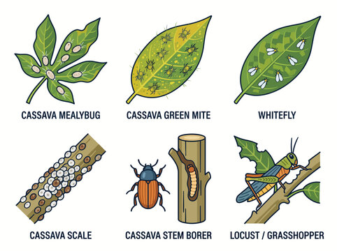 Cassava pests infographic showing mealybug mite whitefly scale stem borer and grasshopper attacking plant leaves and stems in vector illustration