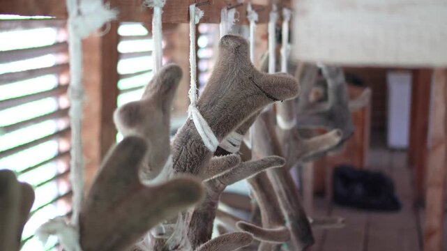 A cinematic close-up shot with shallow depth of field shifting focus along velvet maral deer antlers hanging to dry in a remote Altai workshop.