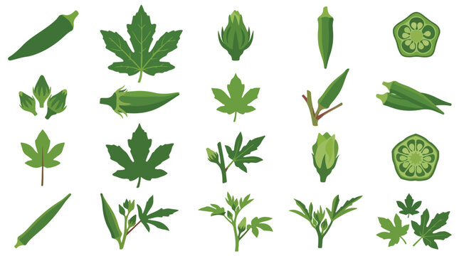 Fresh okra vegetable collection, green ladyfinger pods and leaves vector set, organic okra plant botanical illustrations for culinary design