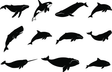 Whale and dolphin vector silhouette set, marine mammal icons, orca humpback narwhal ocean wildlife graphics © VectoPro