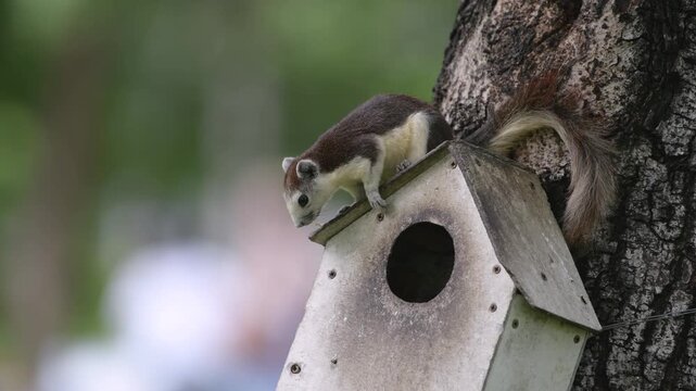 Finlayson's Squirrel eating seeds and nuts from bird feeder and climbing away from birdhouse, hanging on tree in Bangkok park, human wildlife adaptation of Thailand native species in Southeast Asia 