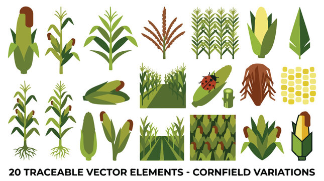 Flat cornfield vector elements, 20 traceable corn plant icons and maize illustrations, agricultural harvest graphics for farming design