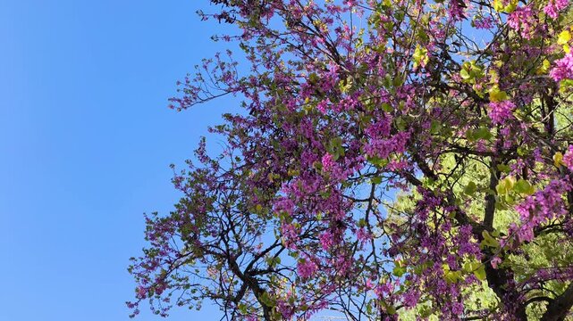 Beautiful tree with pink leafes