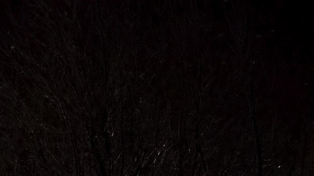 Big leafless tree at night