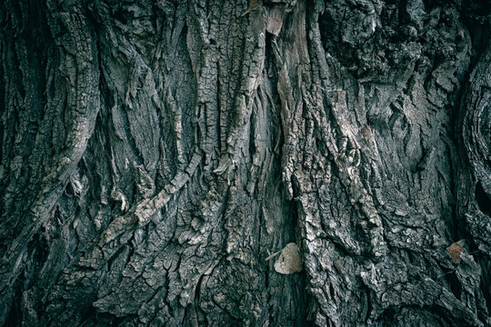 A close up of Carolina poplar tree bark texture
