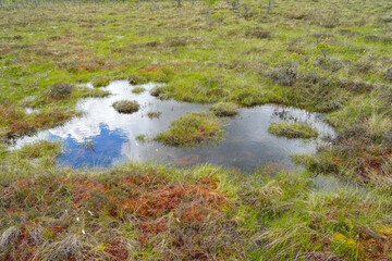 Naklejka premium Peatland Pools and Brooks in Dunika Bog Latvia Reflecting Sky in Protected Wetland Landscape View