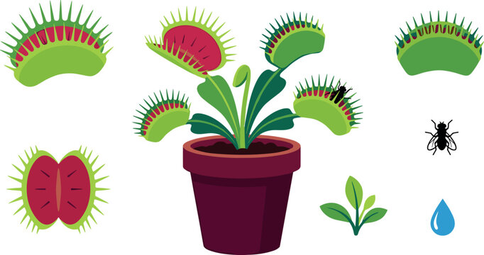 Venus Flytrap Carnivorous Plant Vector Diagram Set with Open and Closed Trap Heads Fly Insect Leaf Sprout and Potted Plant Illustrations