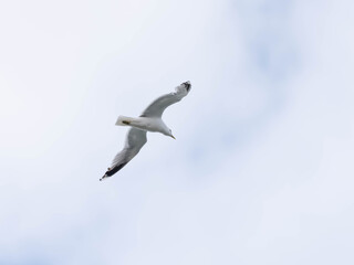 Fototapeta premium Common Gull Flying in Sky - Larus canus in Natural Flight