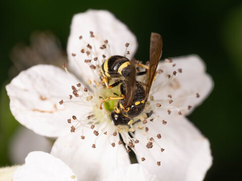 Bio Diversity - Symmorphus crassicornis - Mason Wasp on White Flower