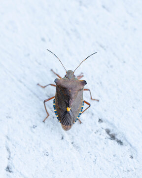 Bio Diversity - Pentatoma rufipes - Red-legged Shieldbug on Balcony - Picture for Pest Control