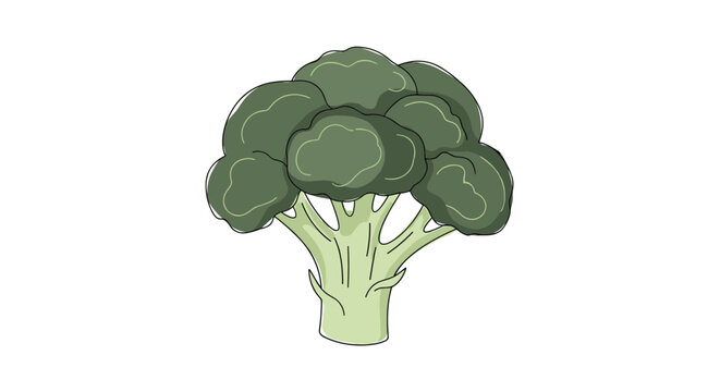 Fresh green broccoli head isolated on a clean white background in a hand drawn watercolor cartoon style.