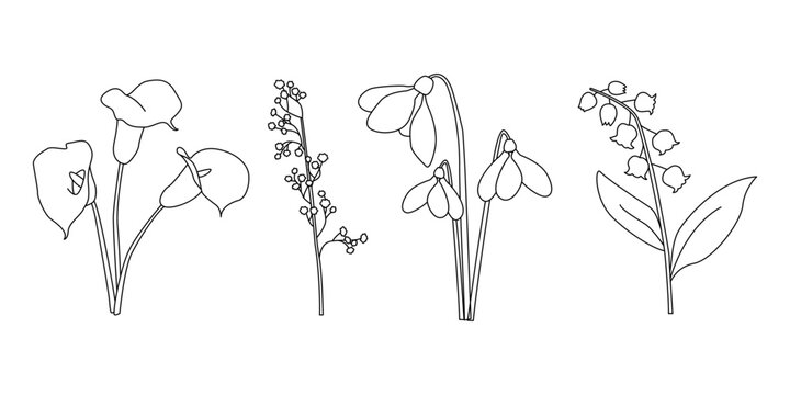 Minimalist line drawings of calla lilies, mimosa, snowdrops, and lily of the valley, elegant botanical illustrations for design and creative projects
