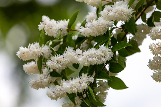 Deutzia scabra or Fuzzy Deutzia branch, ornamental shrub with beautiful white flowers in the park. Close-up